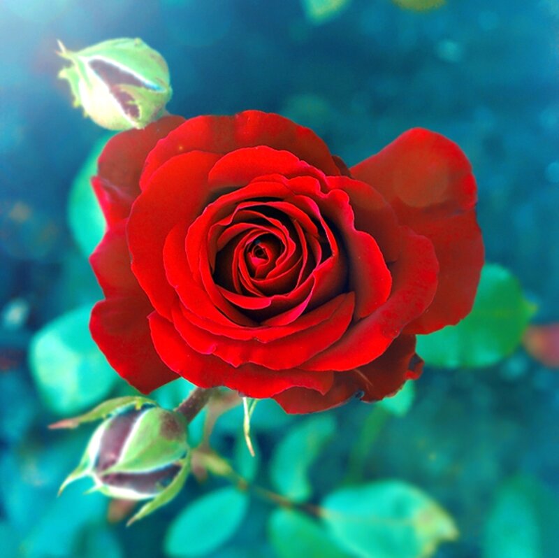 Red Rose in Bloom — Serene, Photograph, Bud