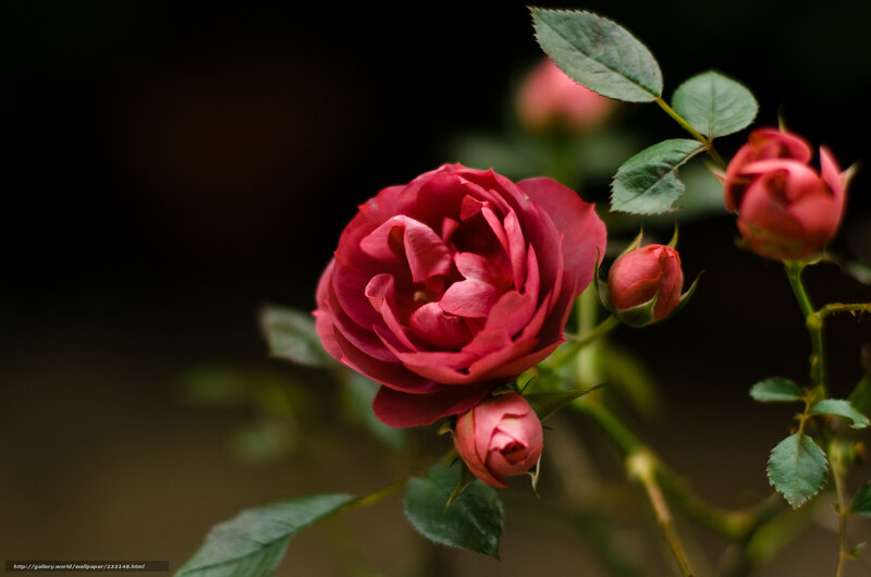 Red Rose in Bloom — Serene, Photograph, Buds, Leaves, Stem