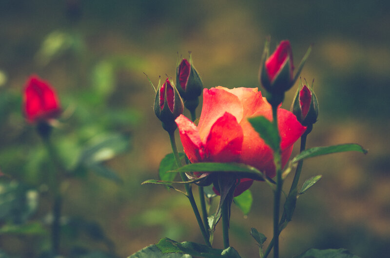 Red Rose in Bloom — Serene, Photograph, Buds, Leaves