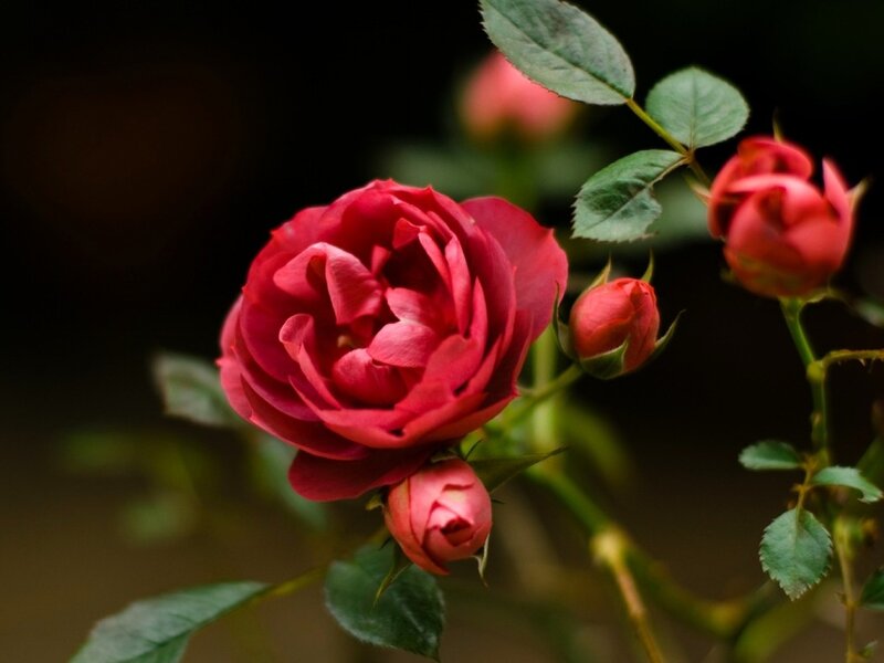 Red Rose in Bloom — Serene, Photograph, Buds