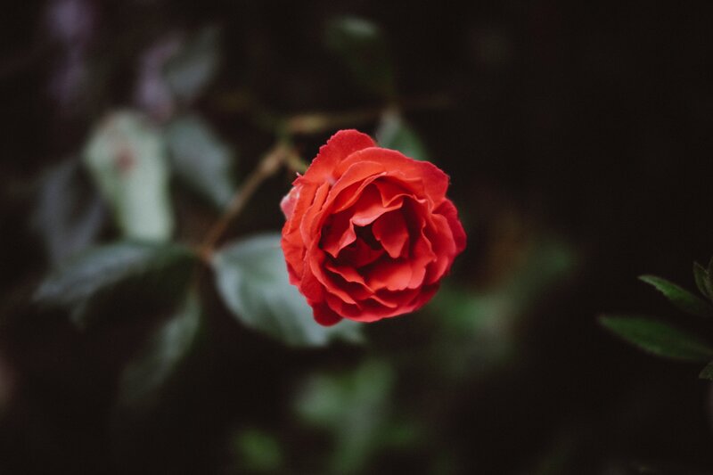 Red Rose in Bloom — Serene, Photograph, Flower
