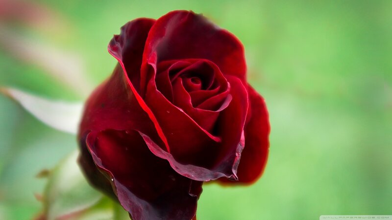 Red Rose in Bloom — Serene, Photograph, Green Background