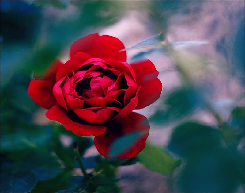 Red Rose in Bloom — Serene, Photograph, Green Leaves, Blurred Background