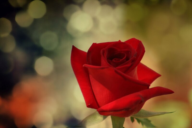 Red Rose in Bloom — Serene, Photograph, Green Leaves, Bokeh Background
