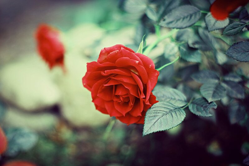 Red Rose in Bloom — Serene, Photograph, Green Leaves, Bud