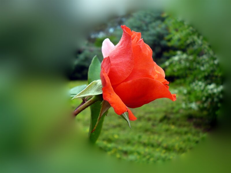 Red Rose in Bloom — Serene, Photograph, Green Leaves, Bush