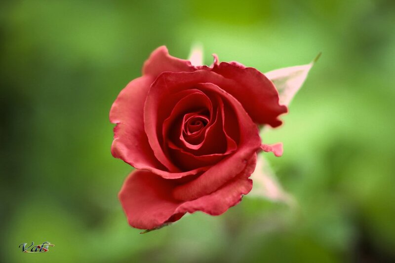 Red Rose in Bloom — Serene, Photograph, Green Leaves, Petals