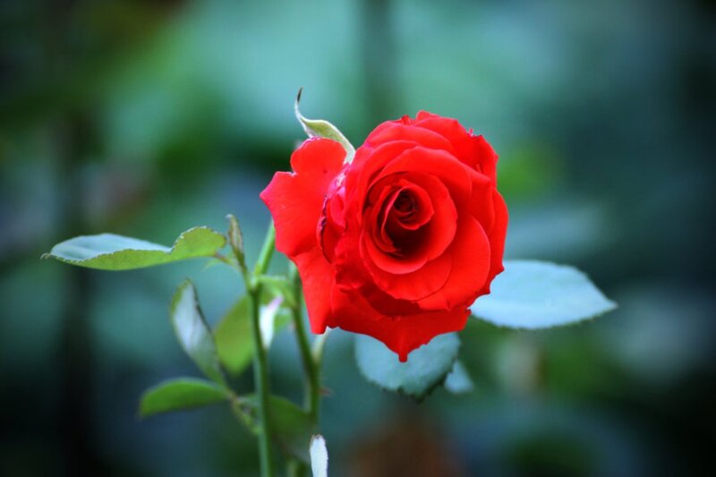 Red Rose in Bloom — Serene, Photograph, Leaf, Bud