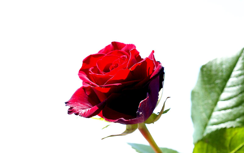 Red Rose in Bloom — Serene, Photograph, Leaf