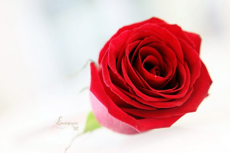Red Rose in Bloom — Serene, Photograph, Petal