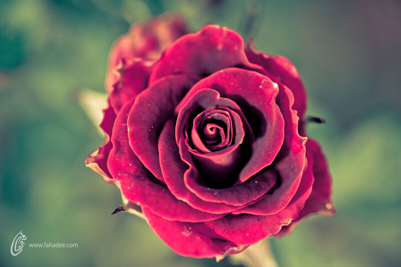 Red Rose in Bloom — Serene, Photograph, Petals, Bud