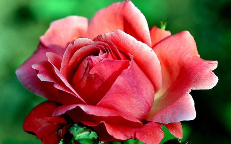 Red Rose in Bloom — Serene, Photograph, Petals, Green Leaves