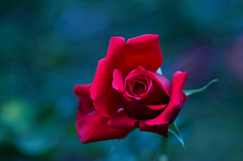 Red Rose in Bloom — Serene, Photograph, Petals, Stem
