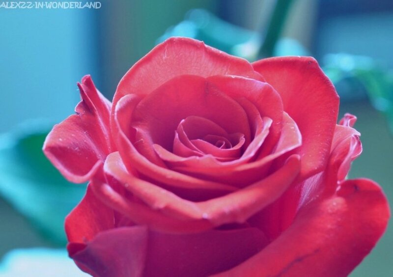 Red Rose in Bloom — Serene, Photograph, Petals
