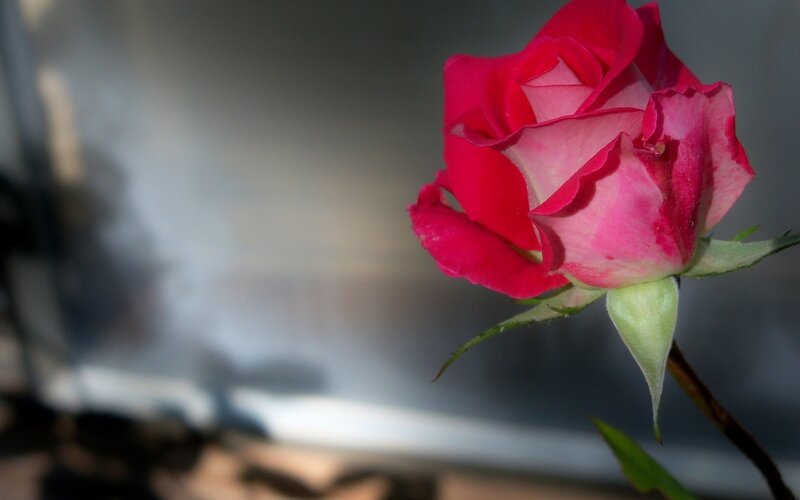 Red Rose in Bloom — Serene, Photograph, Stem, Leaf, Background