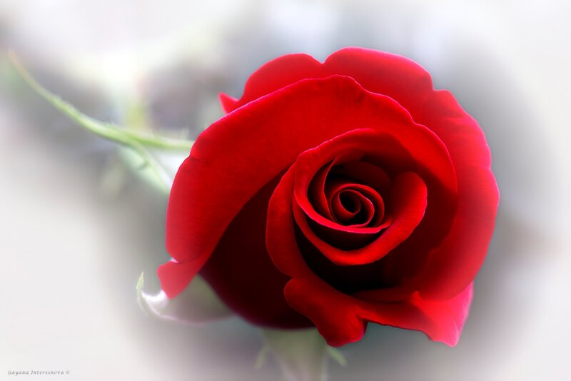 Red Rose in Bloom — Serene, Photograph, Stem, Petals