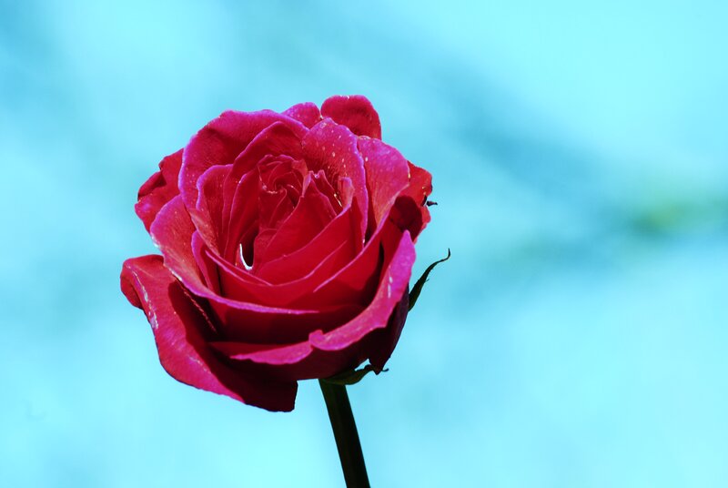 Red Rose in Bloom — Serene, Photograph, Stem