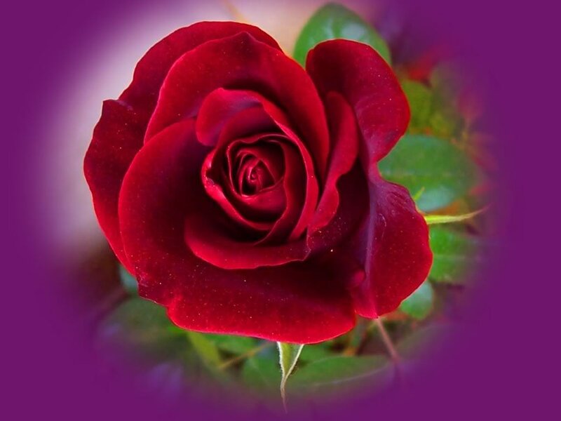 Red Rose in Bloom — Serene, Photograph