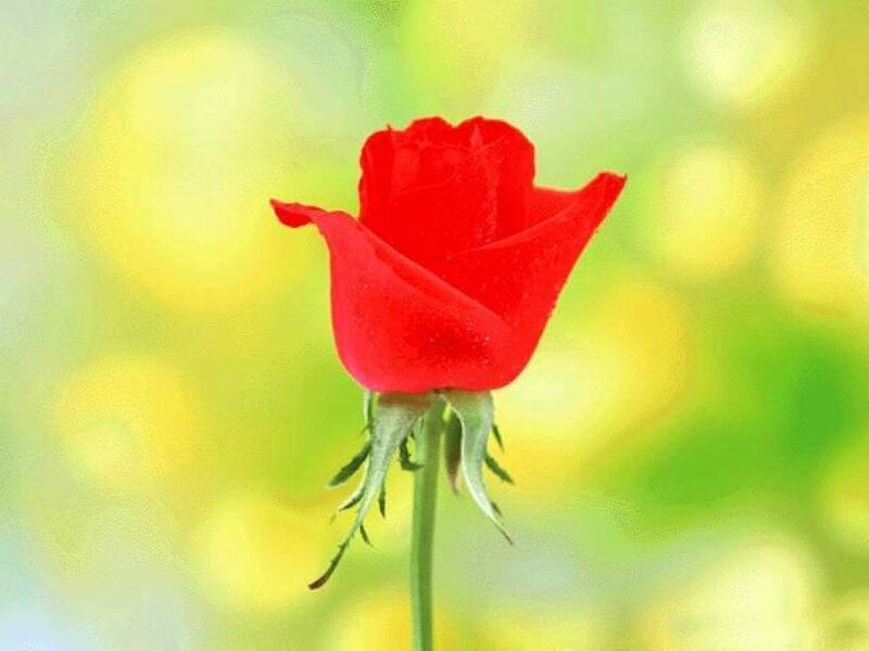 Red Rose in Bloom — Serene, Spring, Photograph, Stem