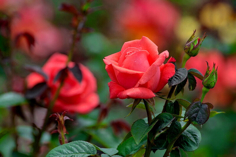 Red Rose in Bloom — Serene, Spring, Photograph