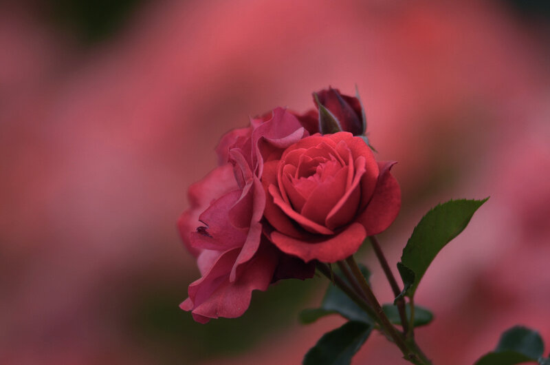 Red Rose in Bloom — Serene, Sunset, Photograph, Bud