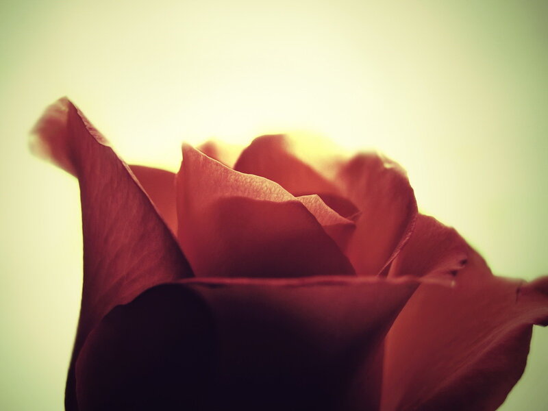Red Rose in Bloom — Serene, Sunset, Photograph, Petals, Light