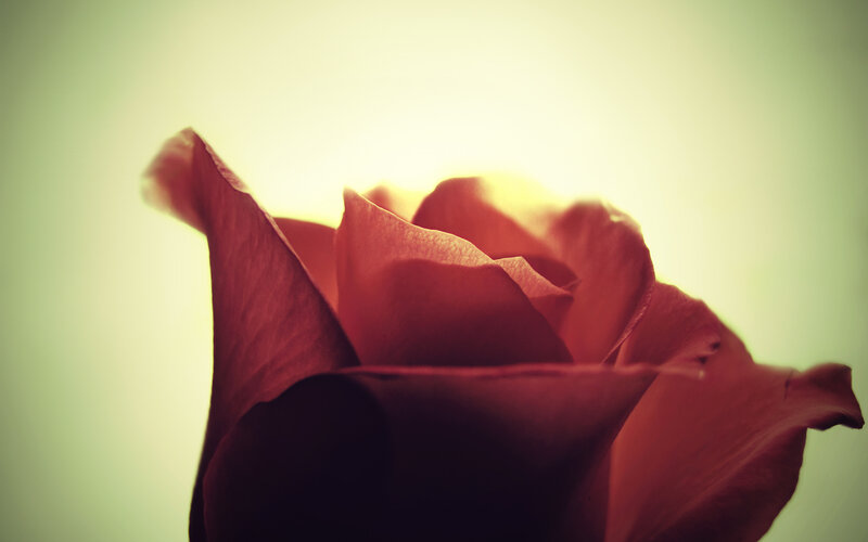 Red Rose in Bloom — Serene, Sunset, Photograph, Petals, Light, Yellow, Green
