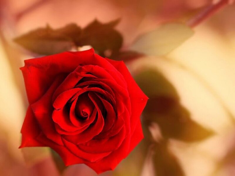 Red Rose in Bloom — Serene, Sunset, Photograph, Petals, Stem