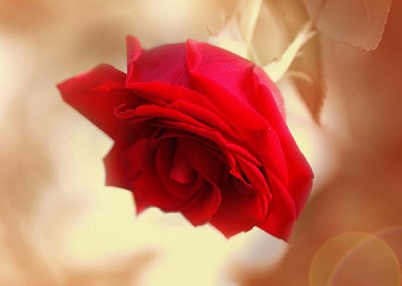Red Rose in Bloom — Serene, Sunset, Photograph, Petals