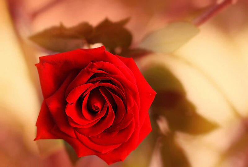 Red Rose in Bloom — Serene, Sunset, Photograph