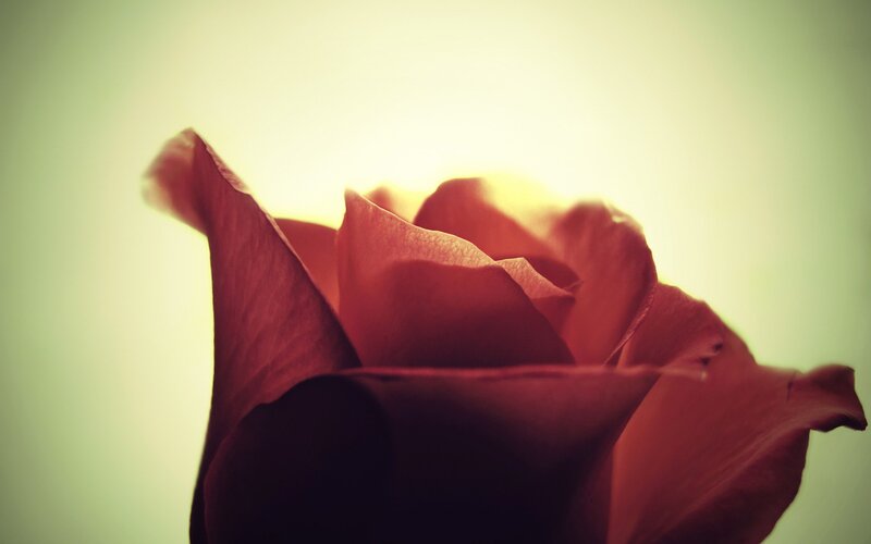 Red Rose in Bloom — Serene, Sunset