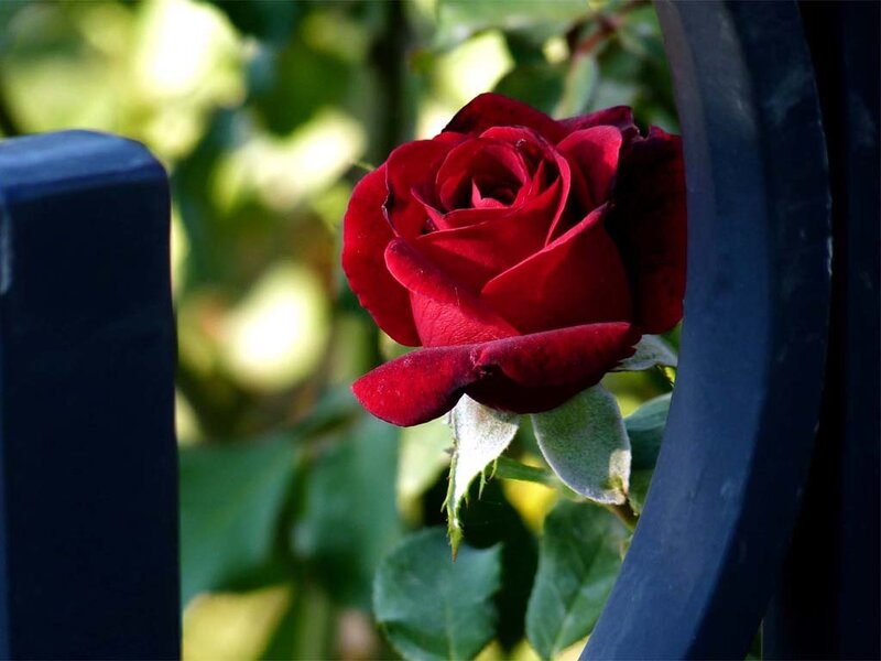 Red Rose in Bloom — Serene