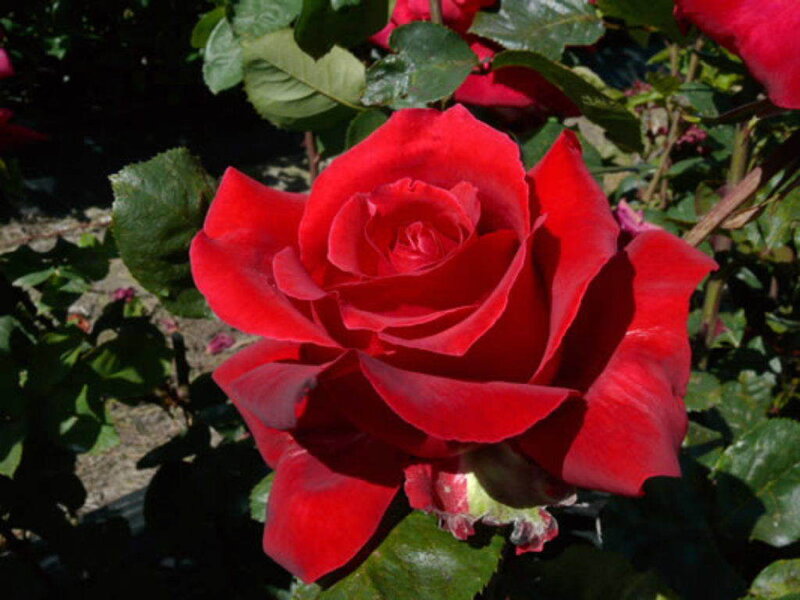 Red Rose in Bloom — Sunlight, Green
