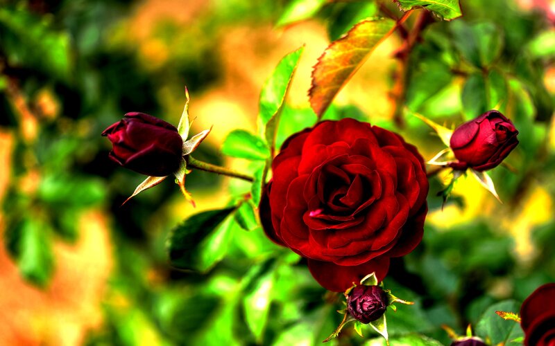 Red Rose in Bloom — Vibrant, Afternoon, Photograph