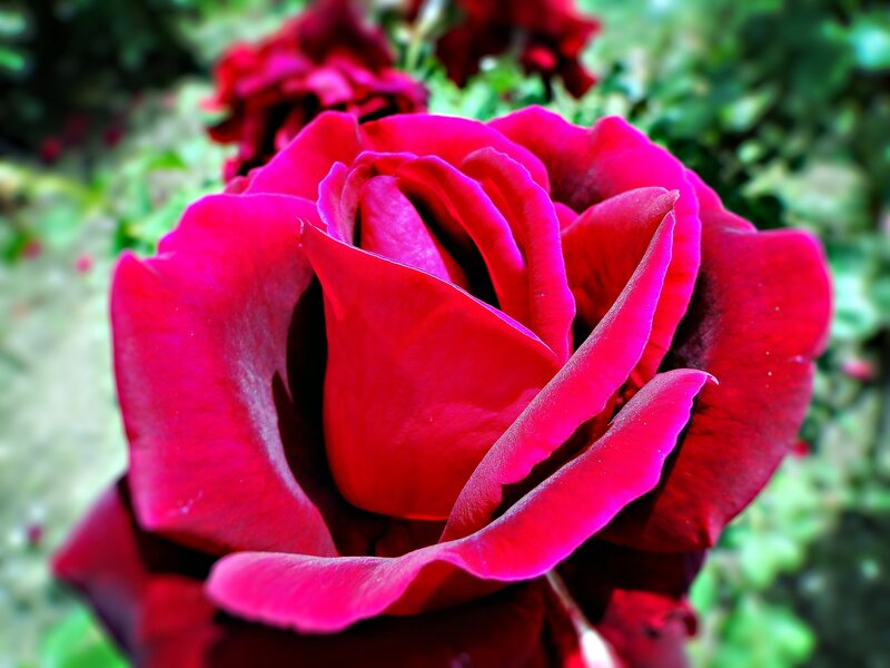 Red Rose in Bloom — Vibrant, Afternoon