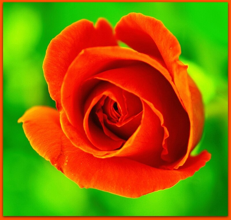 Red Rose in Bloom — Vibrant, Photograph, Green Background