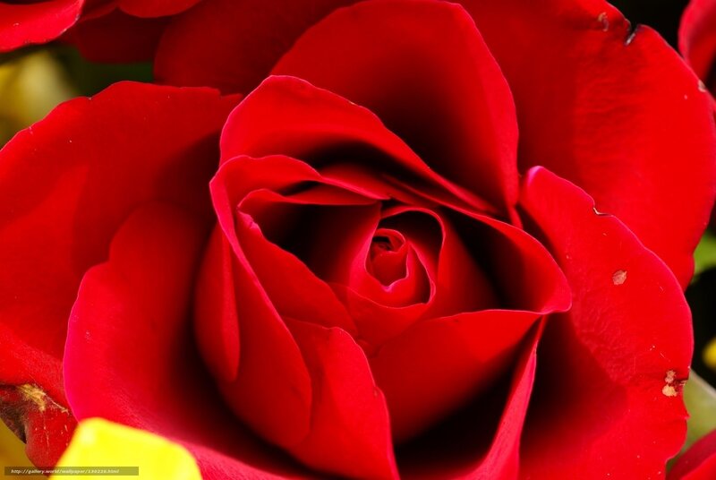 Red Rose in Bloom — Vibrant, Photograph