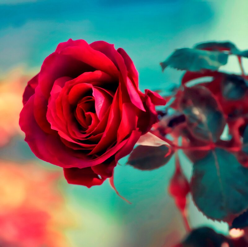 Red Rose in Bloom — Vibrant, Sunset