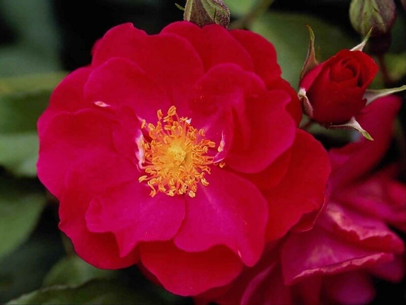 Red Rose in Bloom — Vibrant