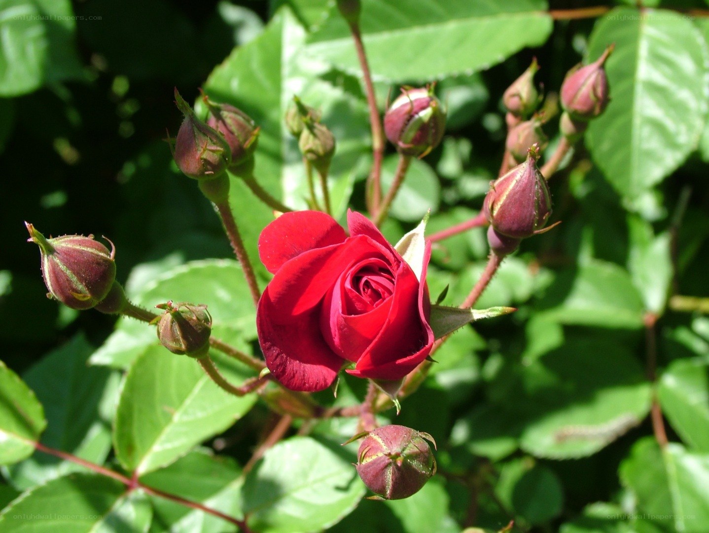 Red rose in bloom with buds