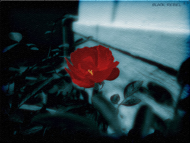 Red rose in blue light