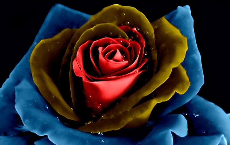 Red Rose in Blue Petals