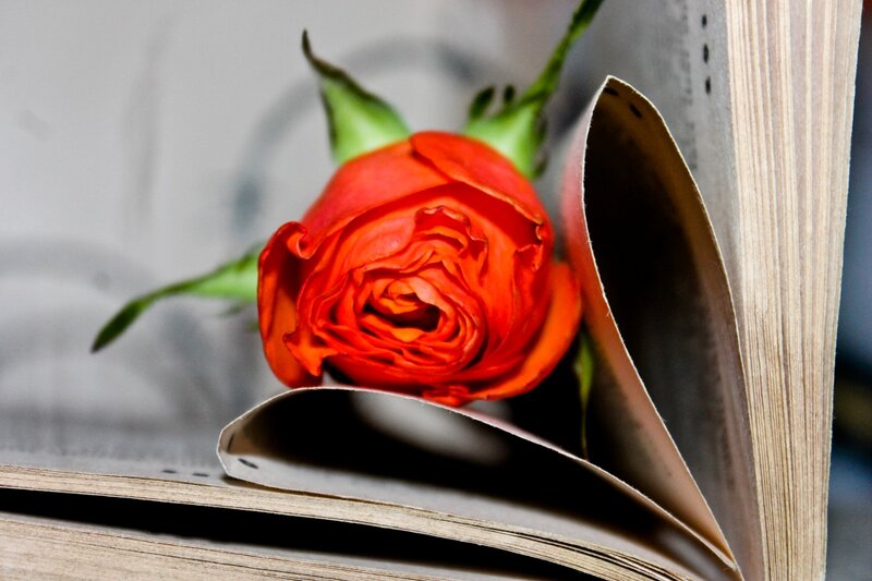 Red Rose in Book — Calm