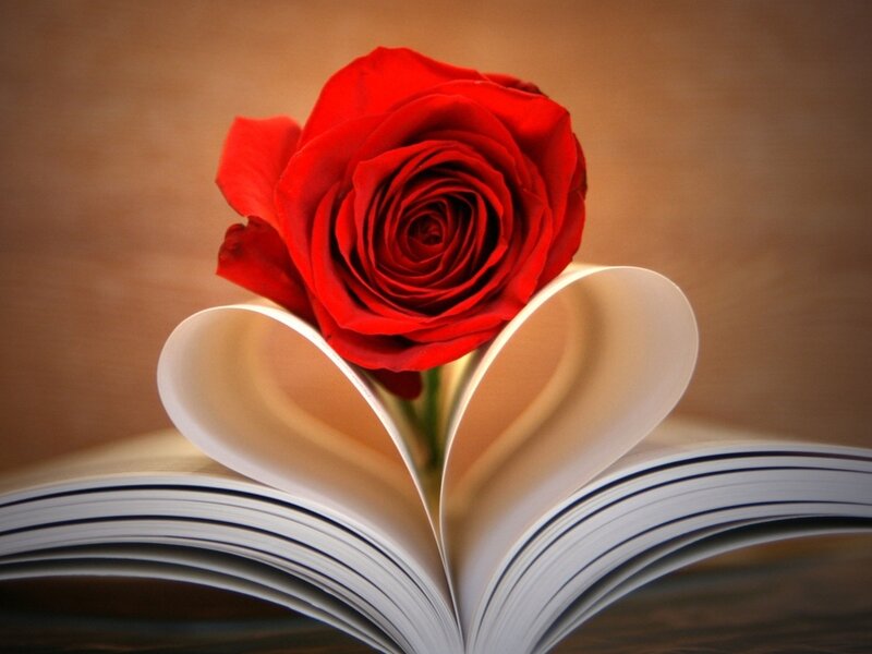 Red Rose in Book — Romantic