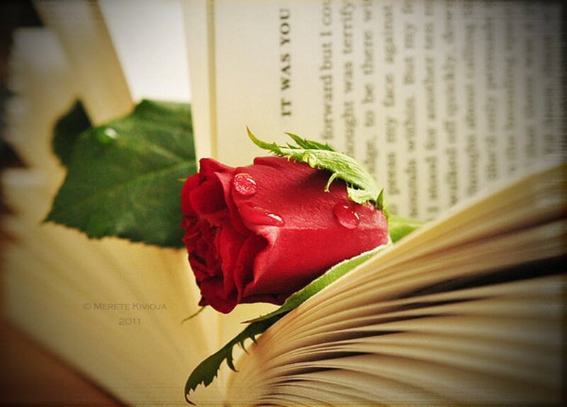 Red Rose in Book — Serene