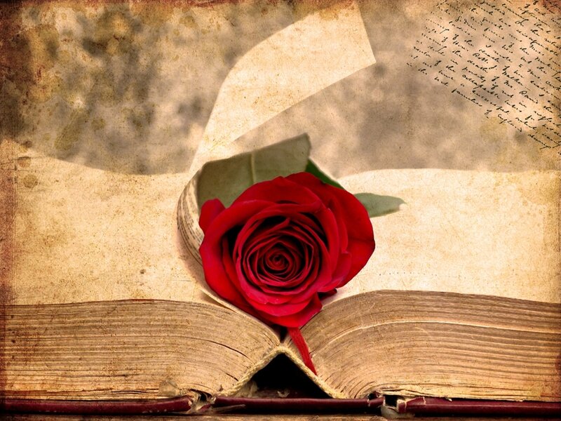 Red Rose in Book