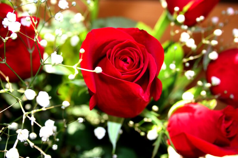 Red Rose in Bouquet — Calm, Afternoon