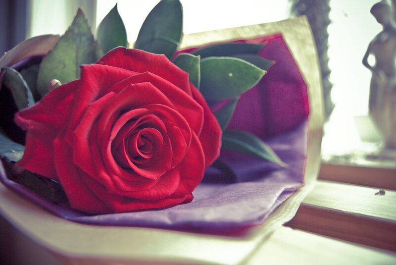 Red Rose in Bouquet — Calm, Morning