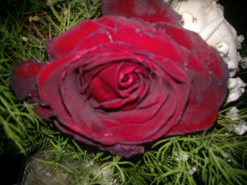 Red Rose in Bouquet — Calm, Night