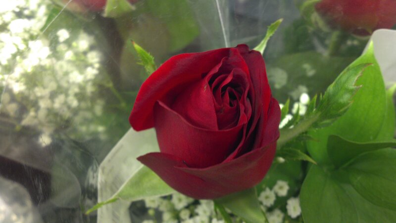 Red Rose in Bouquet — Calm, Photograph, Green Leaves